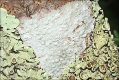 Pertusaria pertractata