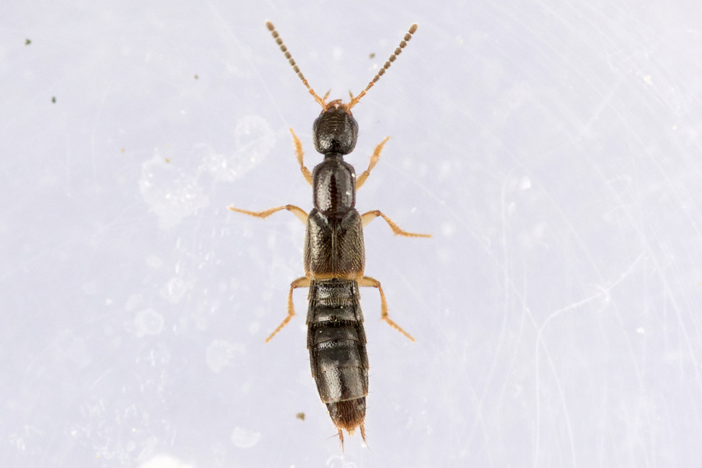 Neobisnius sobrinus