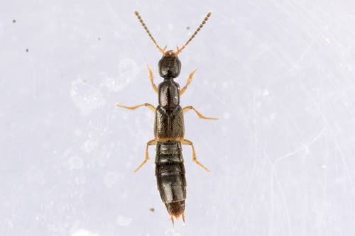 Neobisnius sobrinus