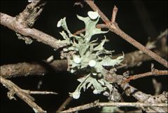 Ramalina inflata