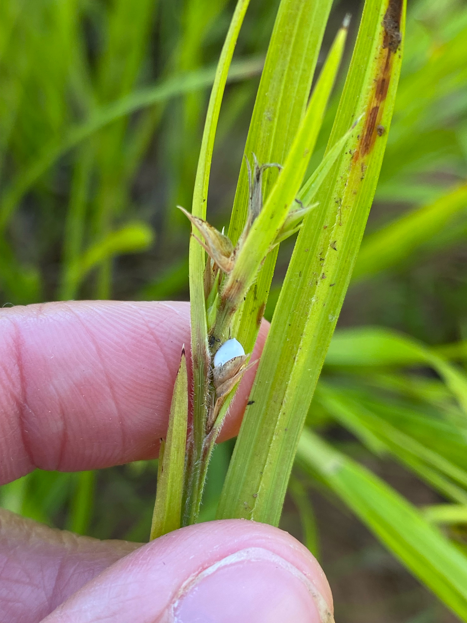 Imagem de Scleria oligantha