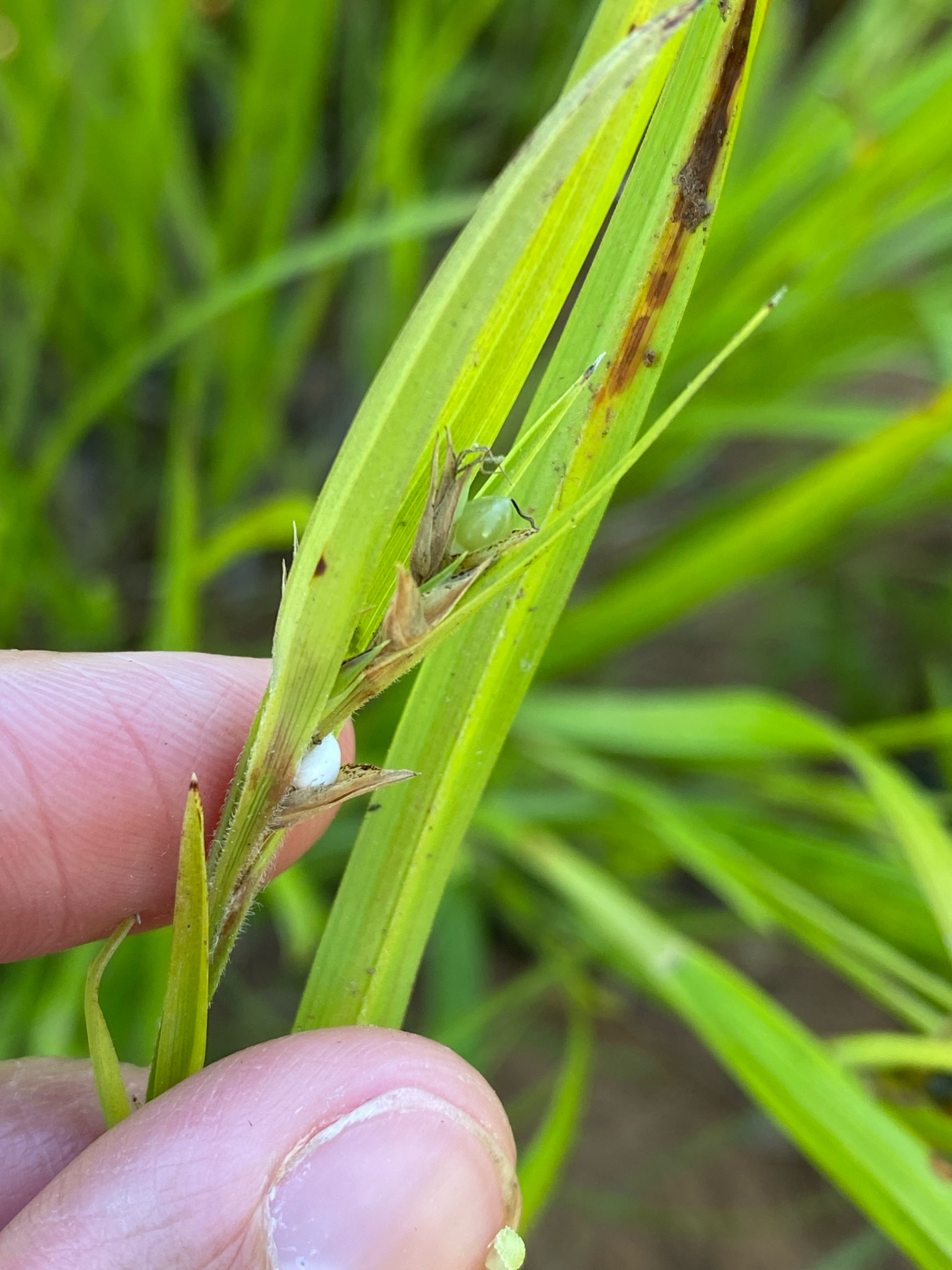 Imagem de Scleria oligantha