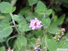 Lantana megapotamica
