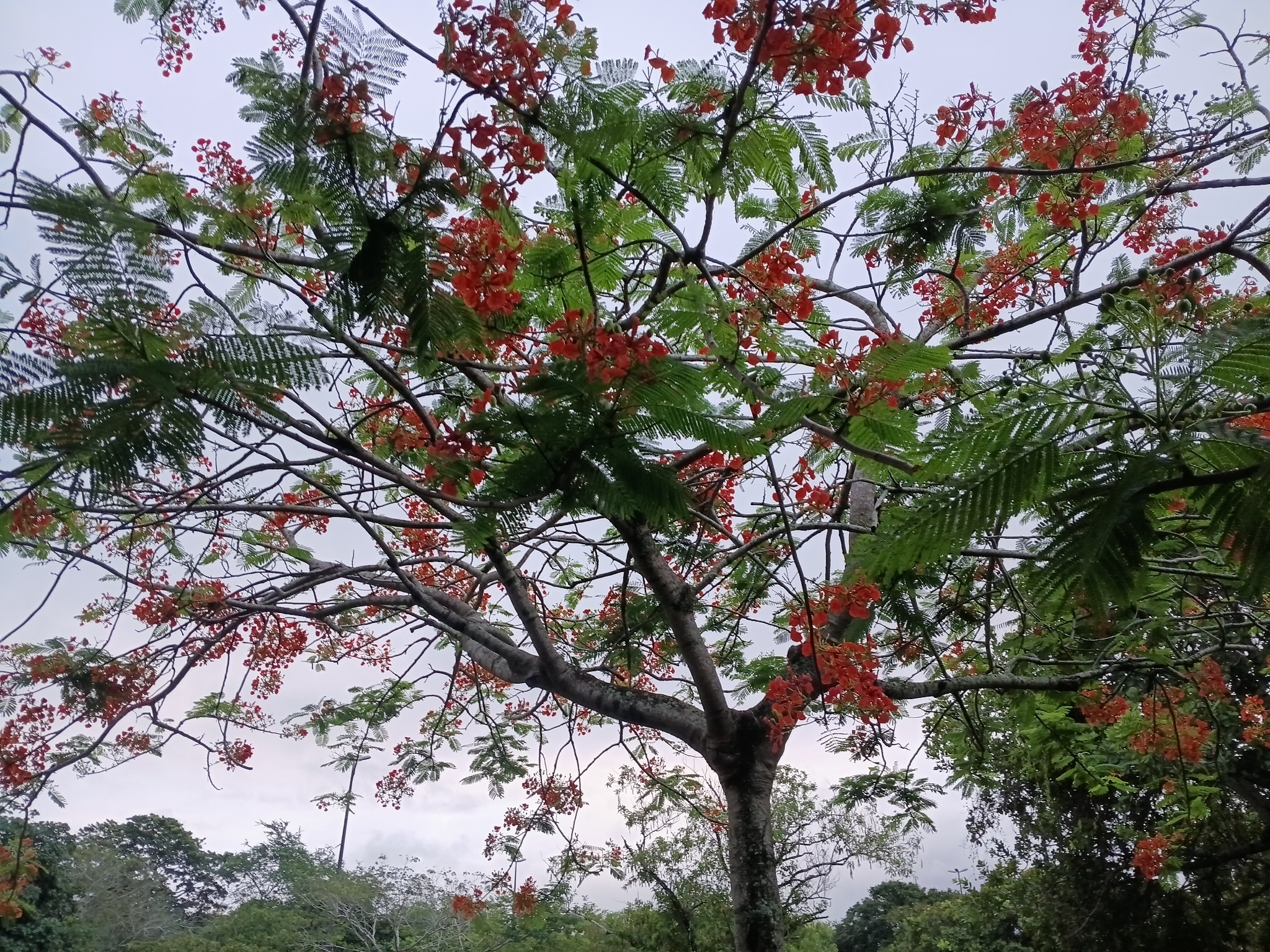 Delonix regia