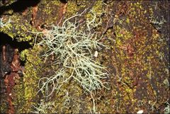 Usnea inermis