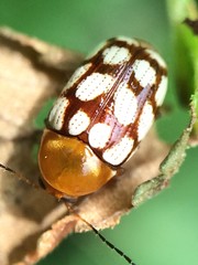 Cryptocephalus guttulatus