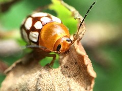 Cryptocephalus guttulatus