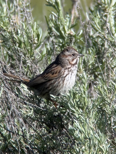 iNaturalist observation photo of Song Sparrow