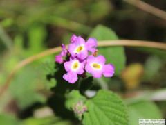 Lantana megapotamica