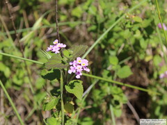 Lantana megapotamica