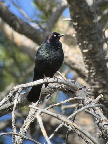 iNaturalist observation photo of Brewer's Blackbird