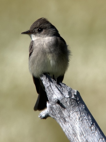 iNaturalist observation photo of Western Wood-Pewee