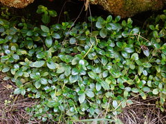 Peperomia urvilleana