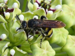 Dielis plumipes