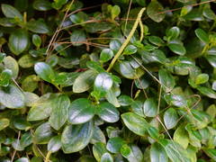 Peperomia urvilleana