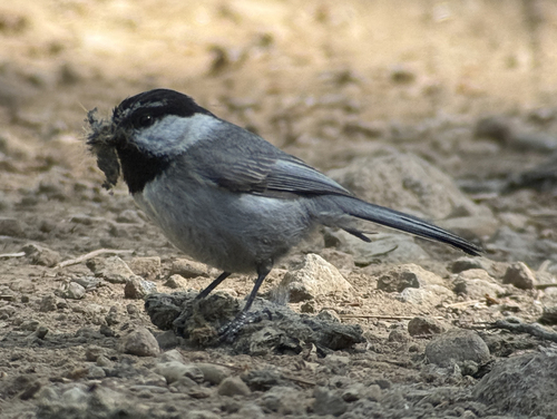 iNaturalist observation photo of Mountain Chickadee