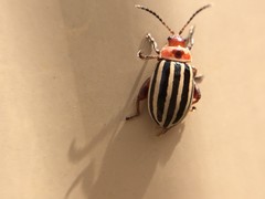 Kuschelina petaurista