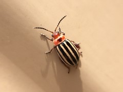 Kuschelina petaurista