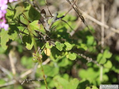 Lantana megapotamica