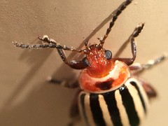 Kuschelina petaurista