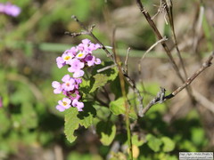 Lantana megapotamica