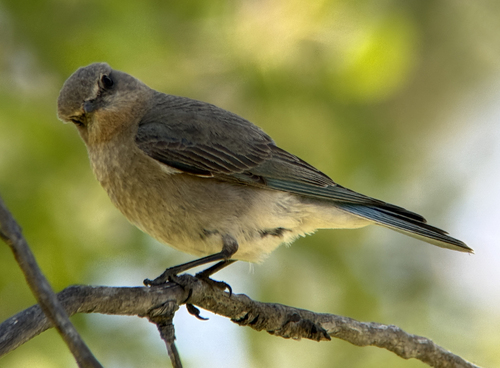 iNaturalist observation photo of Mountain Bluebird