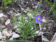 Giliastrum rigidulum