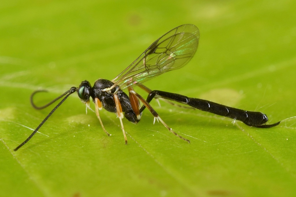 Diadegma