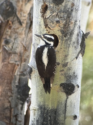 iNaturalist observation photo of Hairy Woodpecker