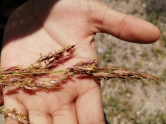 Sorghinae