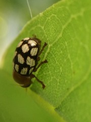 Cryptocephalus guttulatus