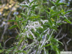 Melica sarmentosa