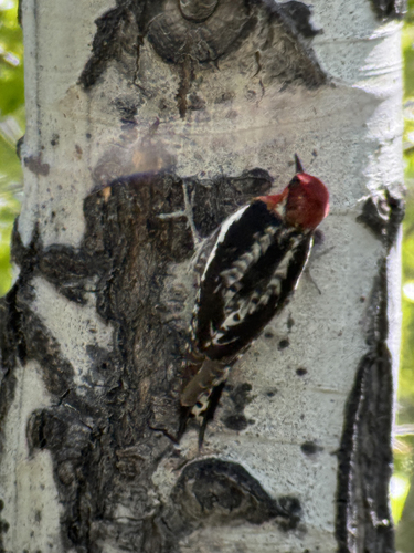 iNaturalist observation photo of Red-breasted Sapsucker