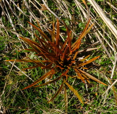 Aciphylla crenulata