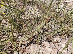 Sorghinae