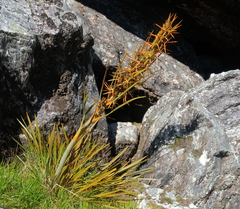Aciphylla crenulata