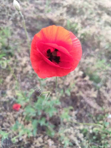 common poppy