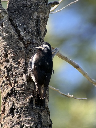 iNaturalist observation photo of Williamson's Sapsucker