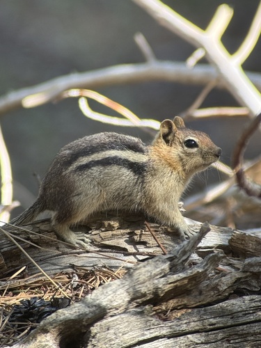 iNaturalist observation photo of Common Golden-mantled Ground Squirrel
