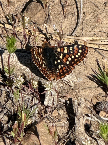 iNaturalist observation photo of Edith's Checkerspot