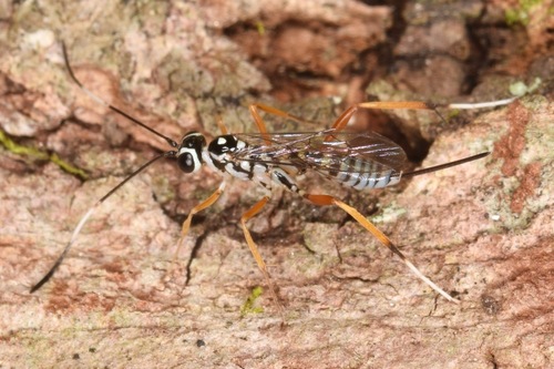 Messatoporus compressicornis