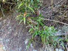 Corokia buddleioides