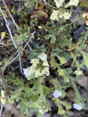 Astragalus breweri