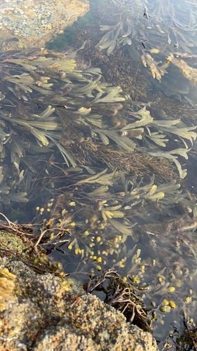 Saw Wrack