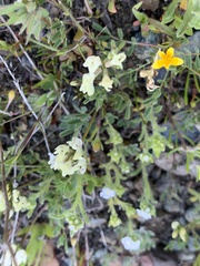 Astragalus breweri