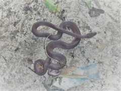 Chilabothrus striatus