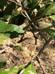 Mallotus claoxyloides