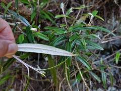 Corokia buddleioides