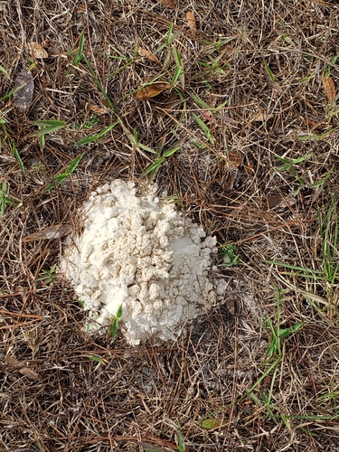 Florida Deep-digger Scarab photo 4