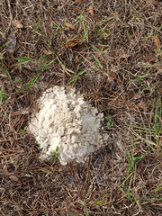 Peltotrupes profundus